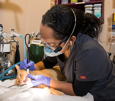 Pet dental care and teeth cleaning in Ocala, FL  – Stone Ridge Animal Hospital