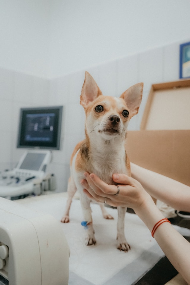 Laser Therapy in Ocala, FL