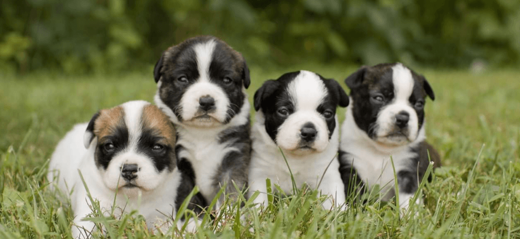 About our veterinary practice in Ocala, FL  – Stone Ridge Animal Hospital