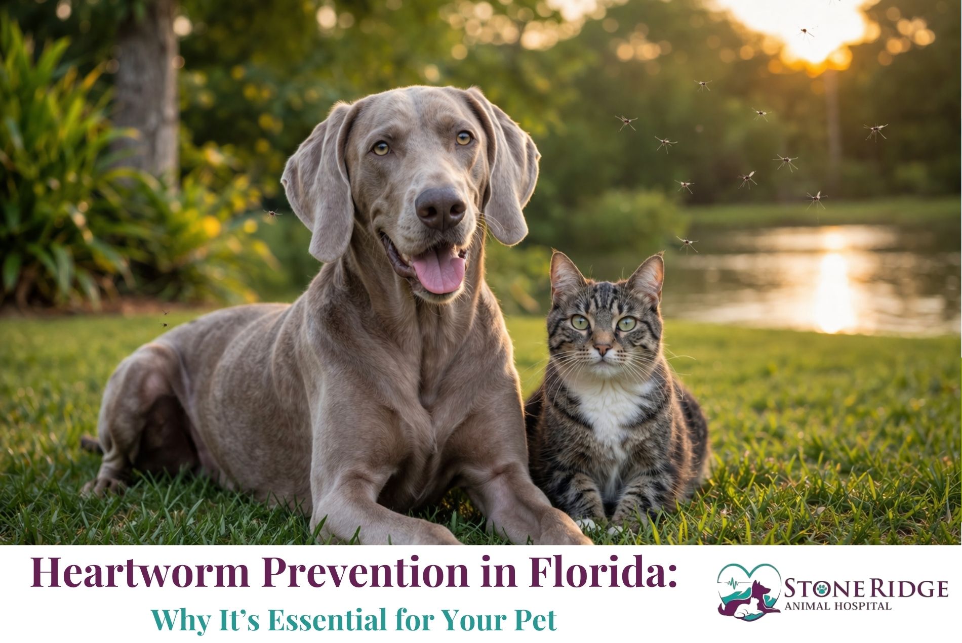 Heartworm Prevention in Florida: Why It’s Essential for Your Pet