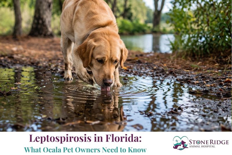 Leptospirosis in Florida: What Ocala Pet Owners Need to Know
