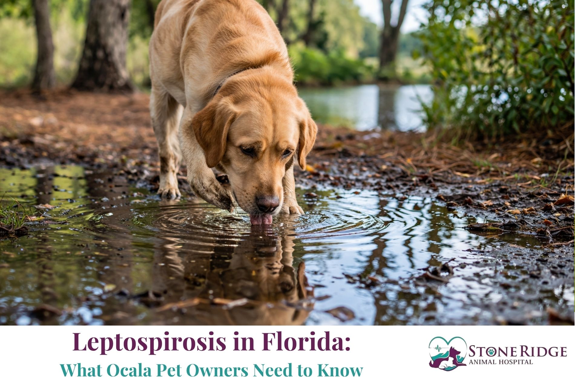 Leptospirosis in Florida: What Ocala Pet Owners Need to Know