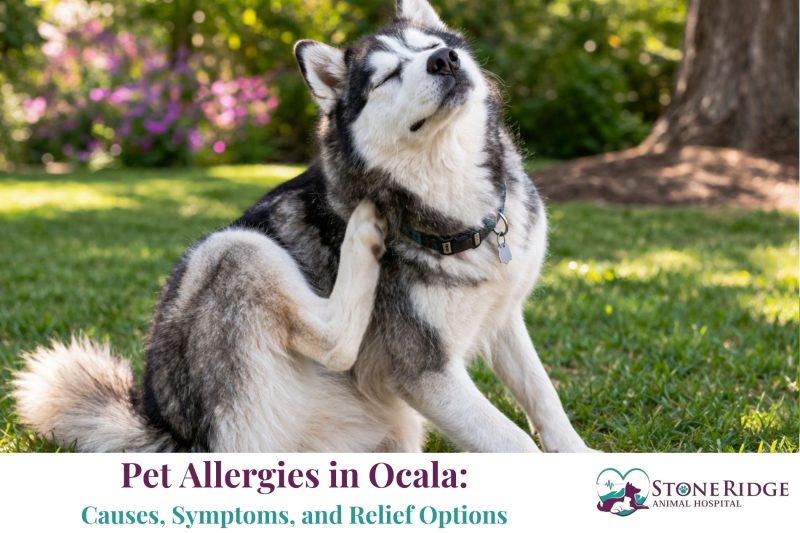 Pet Allergies in Ocala: Causes, Symptoms, and Relief Options