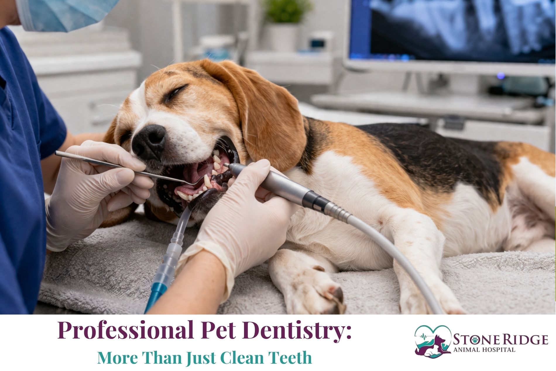 Professional Pet Dentistry: More Than Just Clean Teeth