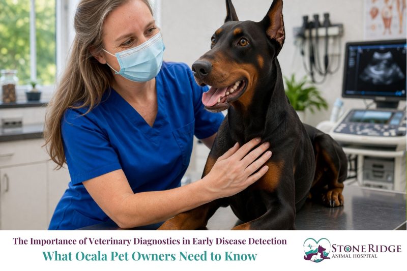 The Importance of Veterinary Diagnostics in Early Disease Detection