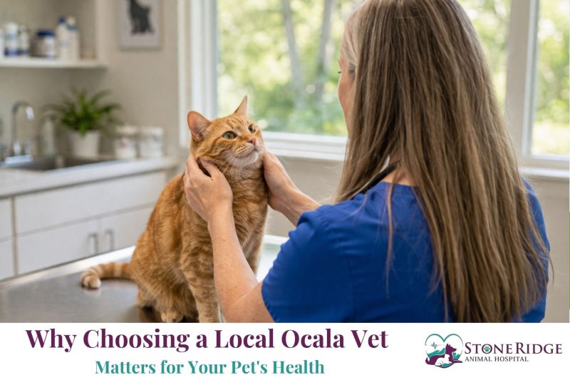 Why Choosing a Local Ocala Vet Matters for Your Pet's Health