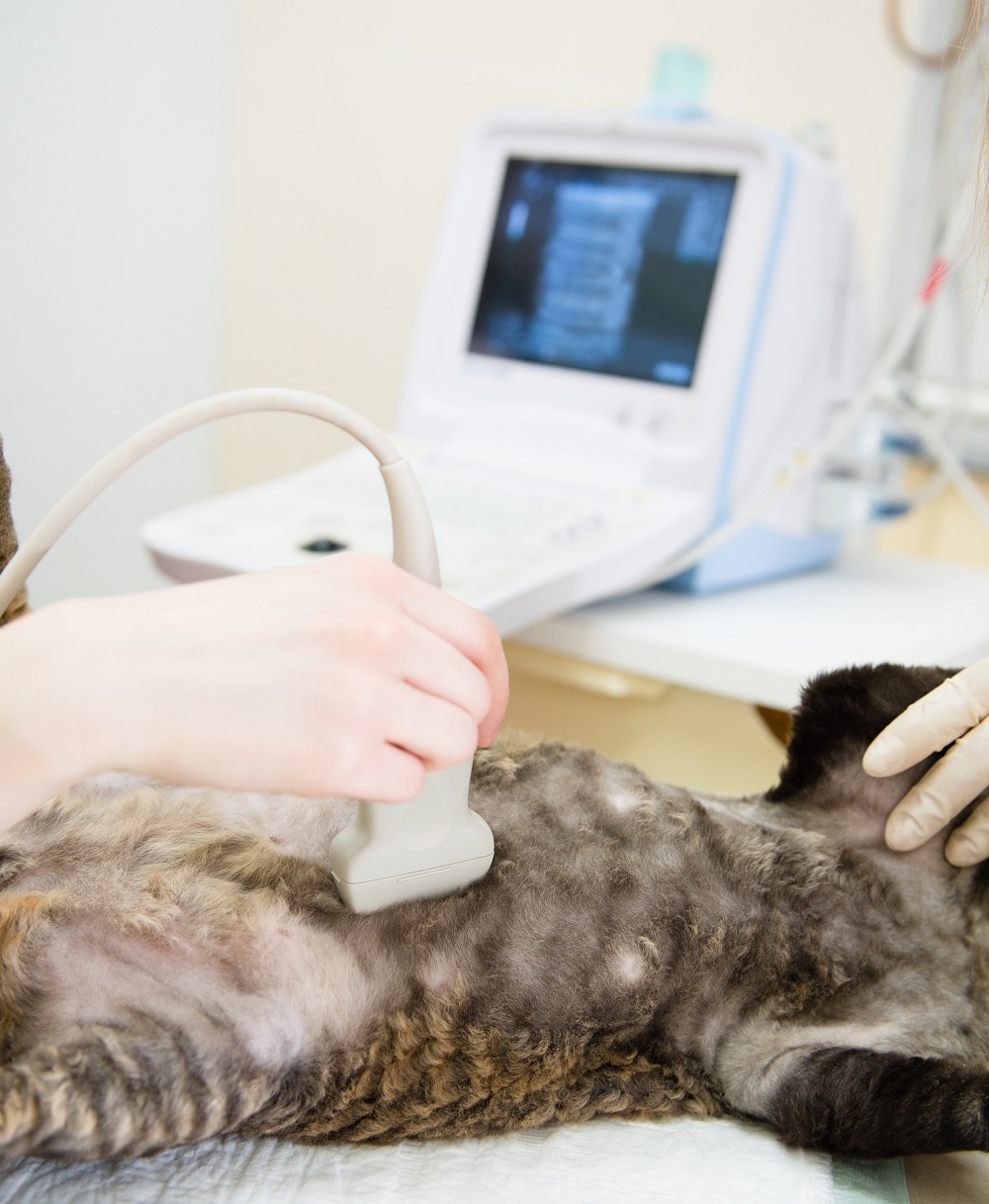 Echocardiogram in Ocala, FL