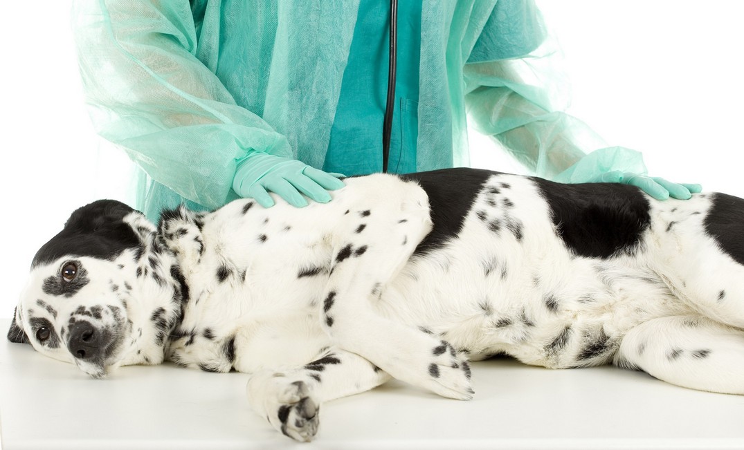 Parasite Treatment in Ocala, FL