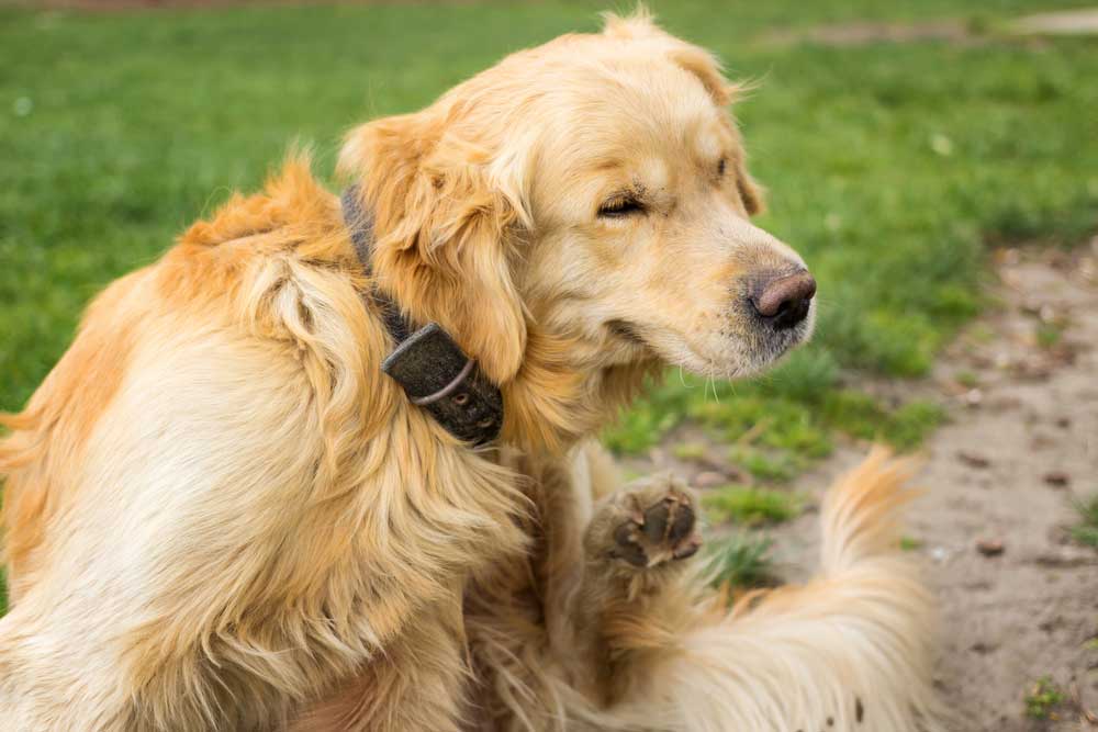 Senior Pet Care in Ocala, FL
