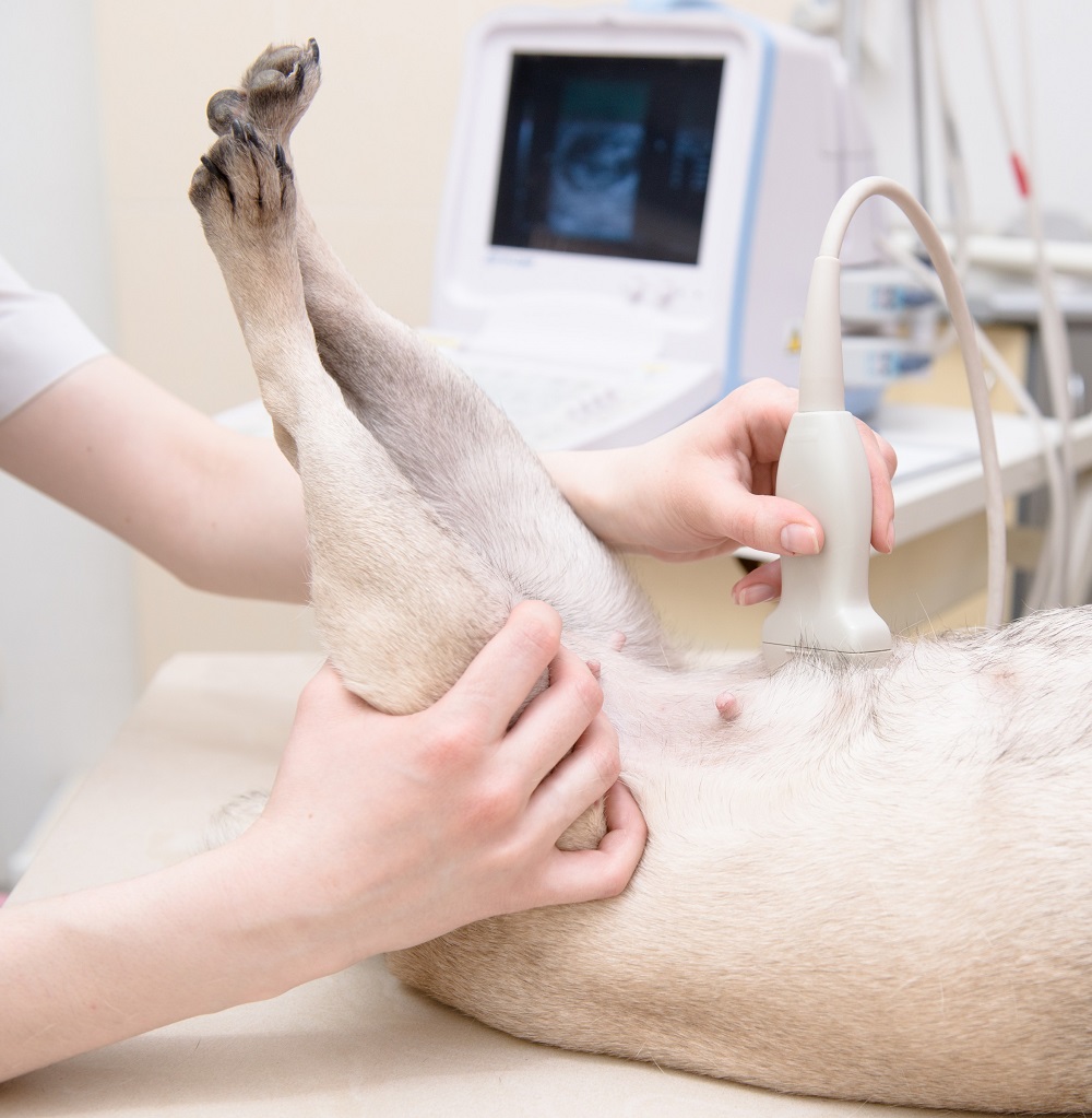 Ultrasound in Ocala, FL