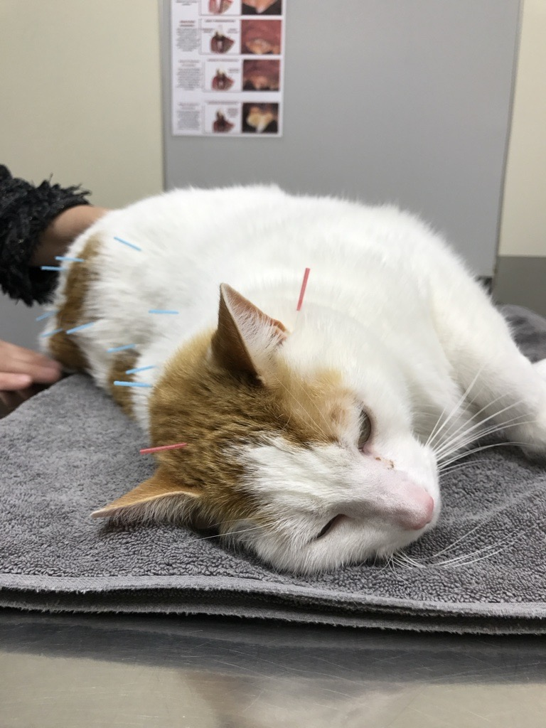 Animal chiropractic adjustment in Ocala, FL – Stone Ridge Animal Hospital