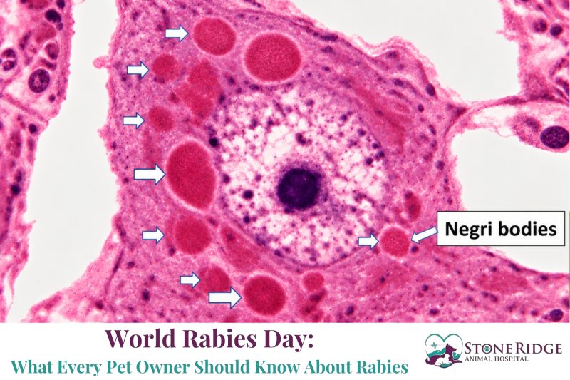 World Rabies Day What Every Pet Owner Should Know About Rabies